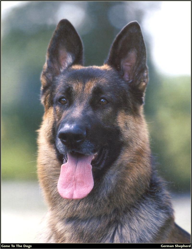 [RattlerScans - Gone to the Dogs] German Shepherd; DISPLAY FULL IMAGE.