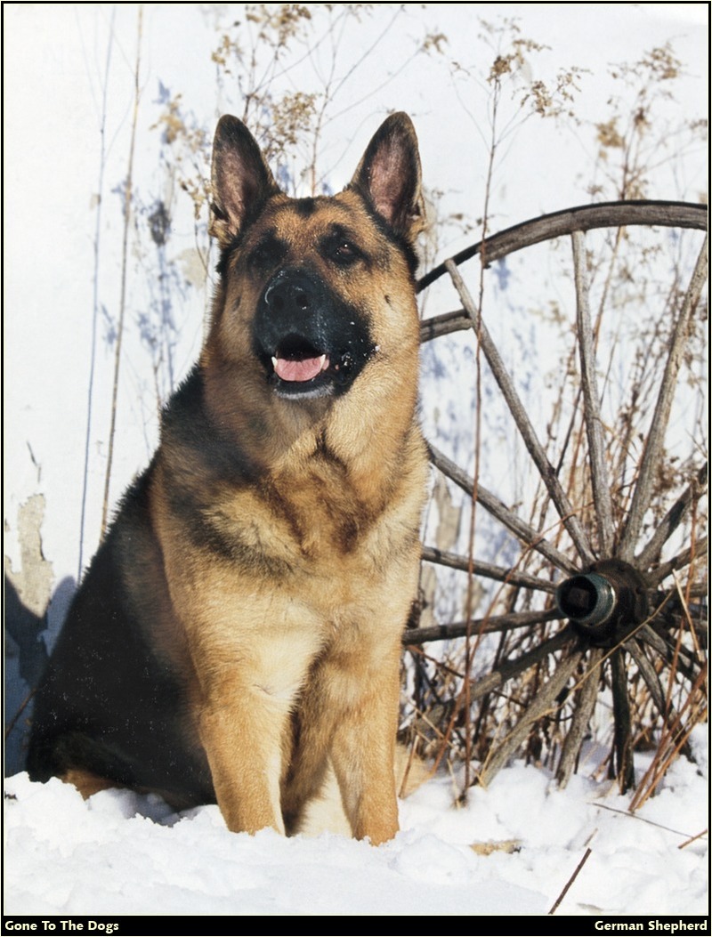 [RattlerScans - Gone to the Dogs] German Shepherd; DISPLAY FULL IMAGE.
