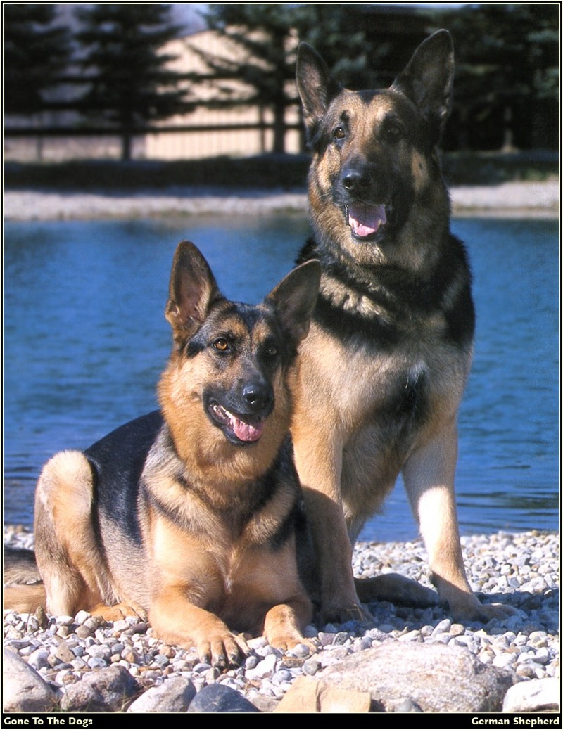 [RattlerScans - Gone to the Dogs] German Shepherd; DISPLAY FULL IMAGE.