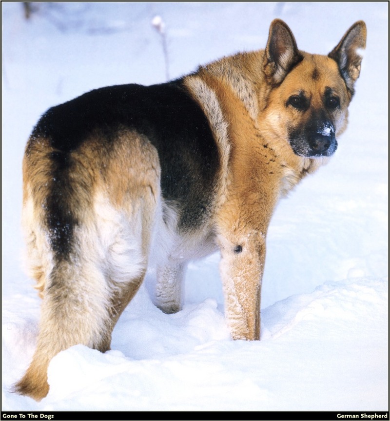 [RattlerScans - Gone to the Dogs] German Shepherd; DISPLAY FULL IMAGE.