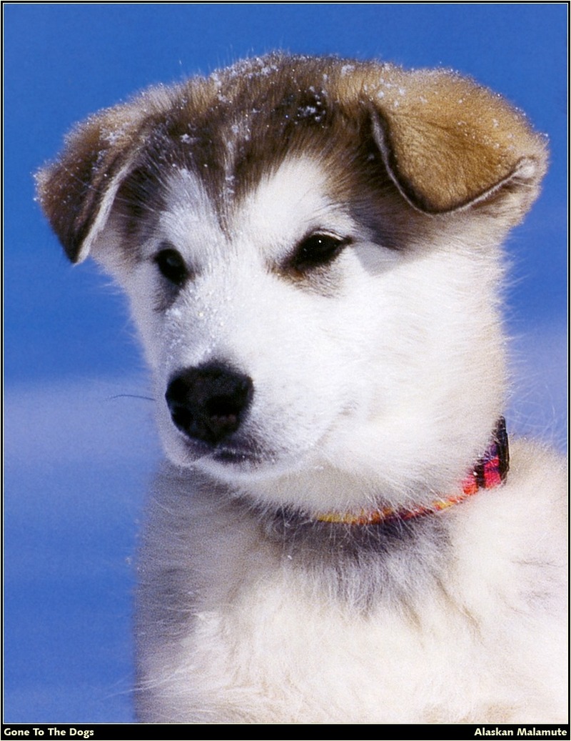 [RattlerScans - Gone to the Dogs] Alaskan Malamute; DISPLAY FULL IMAGE.