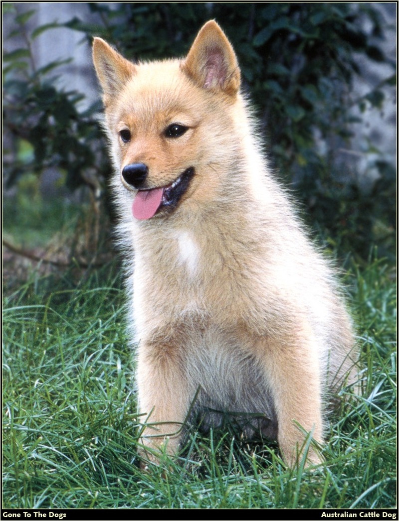 [RattlerScans - Gone to the Dogs] Australian Cattle Dog; DISPLAY FULL IMAGE.