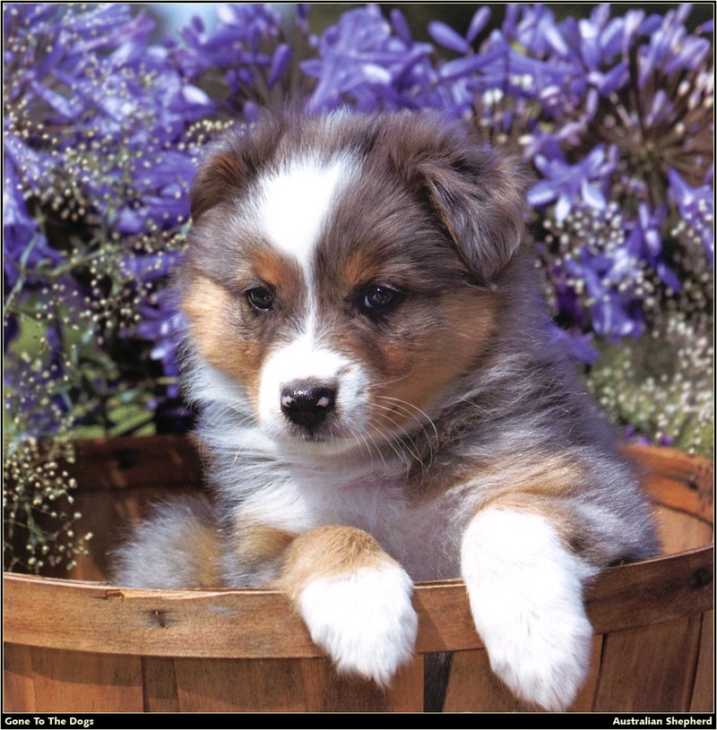 [RattlerScans - Gone to the Dogs] Australian Shepherd; DISPLAY FULL IMAGE.