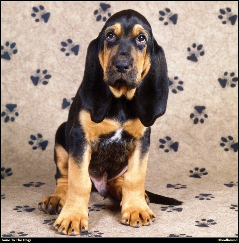 [RattlerScans - Gone to the Dogs] Bloodhound; DISPLAY FULL IMAGE.