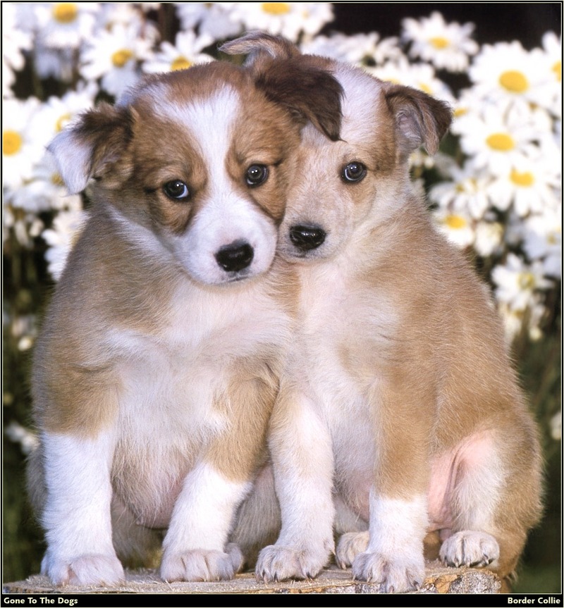 [RattlerScans - Gone to the Dogs] Border Collie; DISPLAY FULL IMAGE.