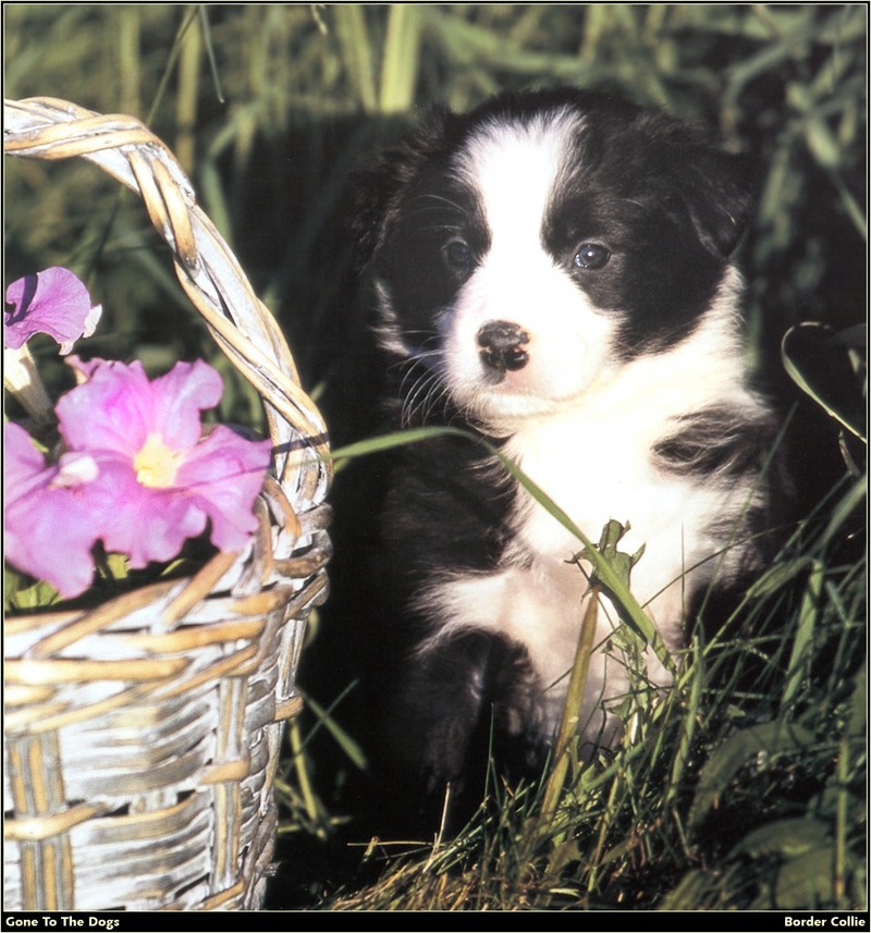 [RattlerScans - Gone to the Dogs] Border Collie; DISPLAY FULL IMAGE.