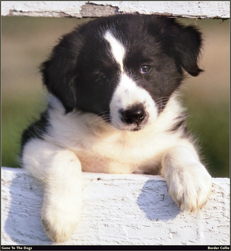 [RattlerScans - Gone to the Dogs] Border Collie; DISPLAY FULL IMAGE.