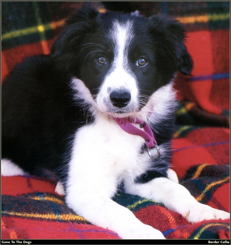 [RattlerScans - Gone to the Dogs] Border Collie; DISPLAY FULL IMAGE.