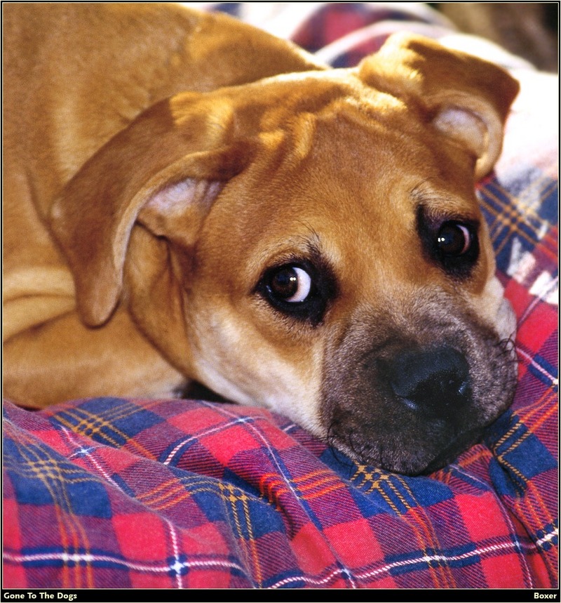 [RattlerScans - Gone to the Dogs] Boxer; DISPLAY FULL IMAGE.