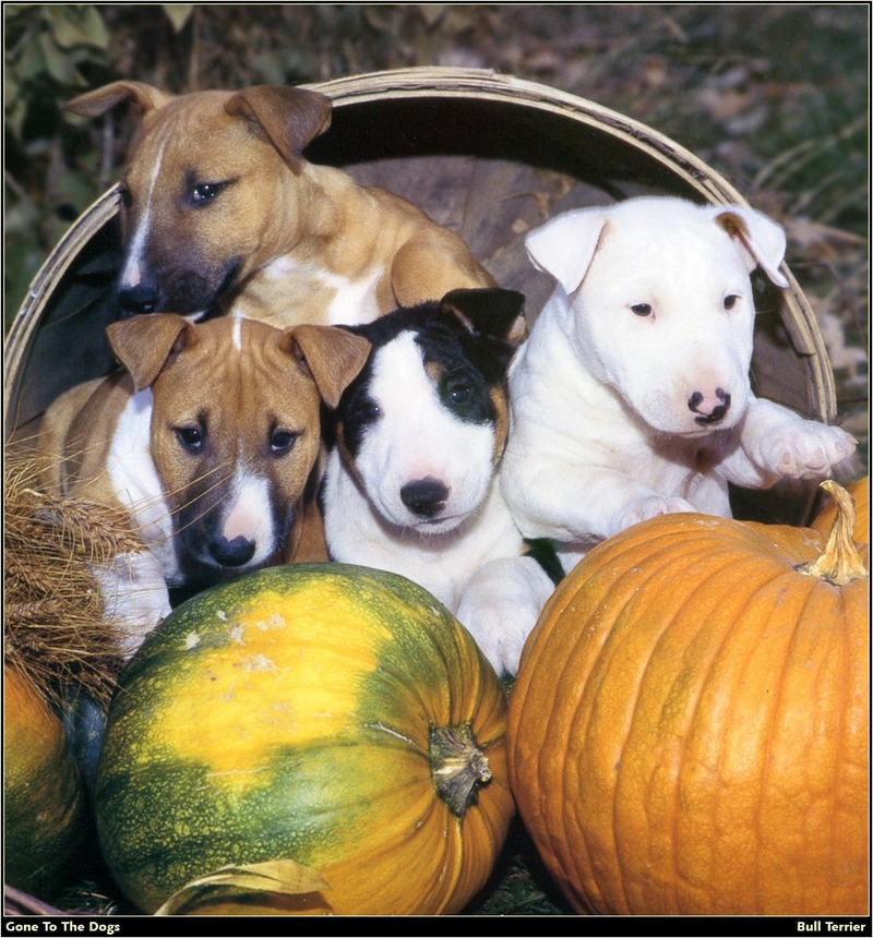 [RattlerScans - Gone to the Dogs] Bull Terrier; DISPLAY FULL IMAGE.