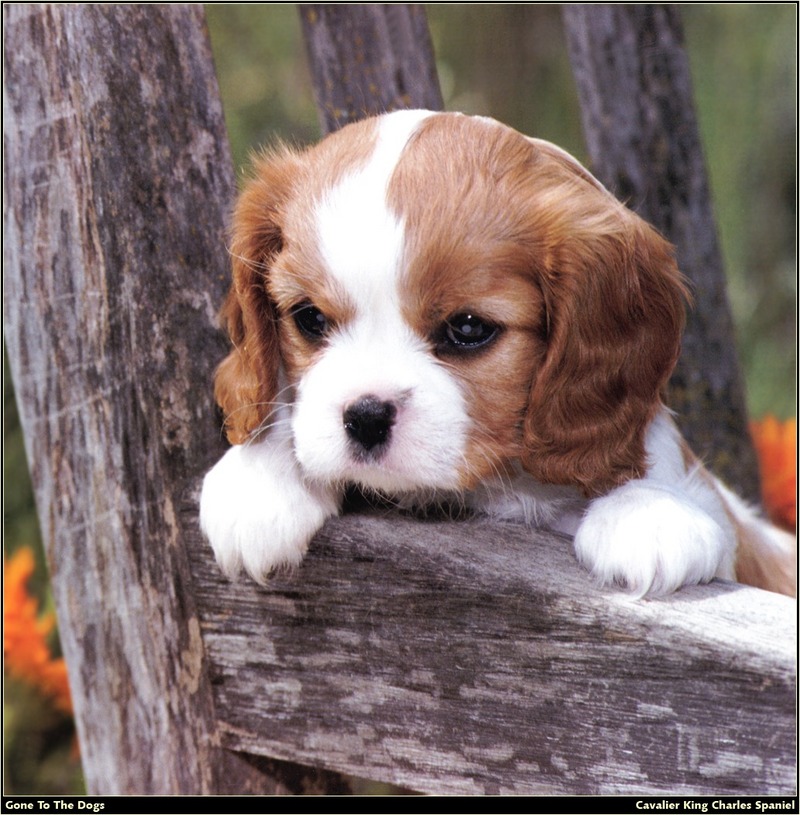 [RattlerScans - Gone to the Dogs] Cavalier King Charles Spaniel; DISPLAY FULL IMAGE.