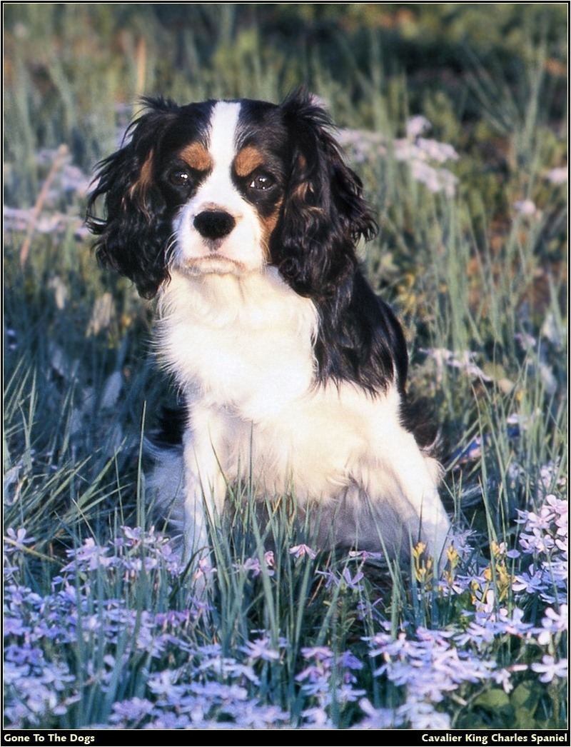 [RattlerScans - Gone to the Dogs] Cavalier King Charles Spaniel; DISPLAY FULL IMAGE.