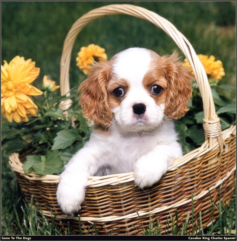 [RattlerScans - Gone to the Dogs] Cavalier King Charles Spaniel; DISPLAY FULL IMAGE.