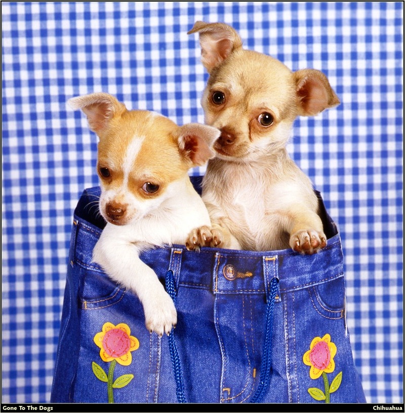 [RattlerScans - Gone to the Dogs] Chihuahua; DISPLAY FULL IMAGE.