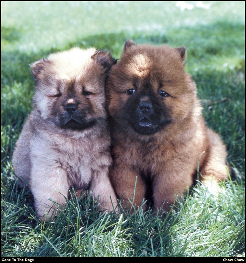 [RattlerScans - Gone to the Dogs] Chow Chow; DISPLAY FULL IMAGE.