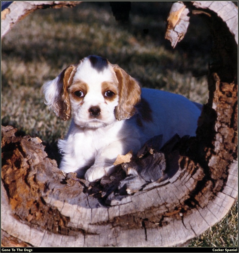 [RattlerScans - Gone to the Dogs] Cocker Spaniel; DISPLAY FULL IMAGE.