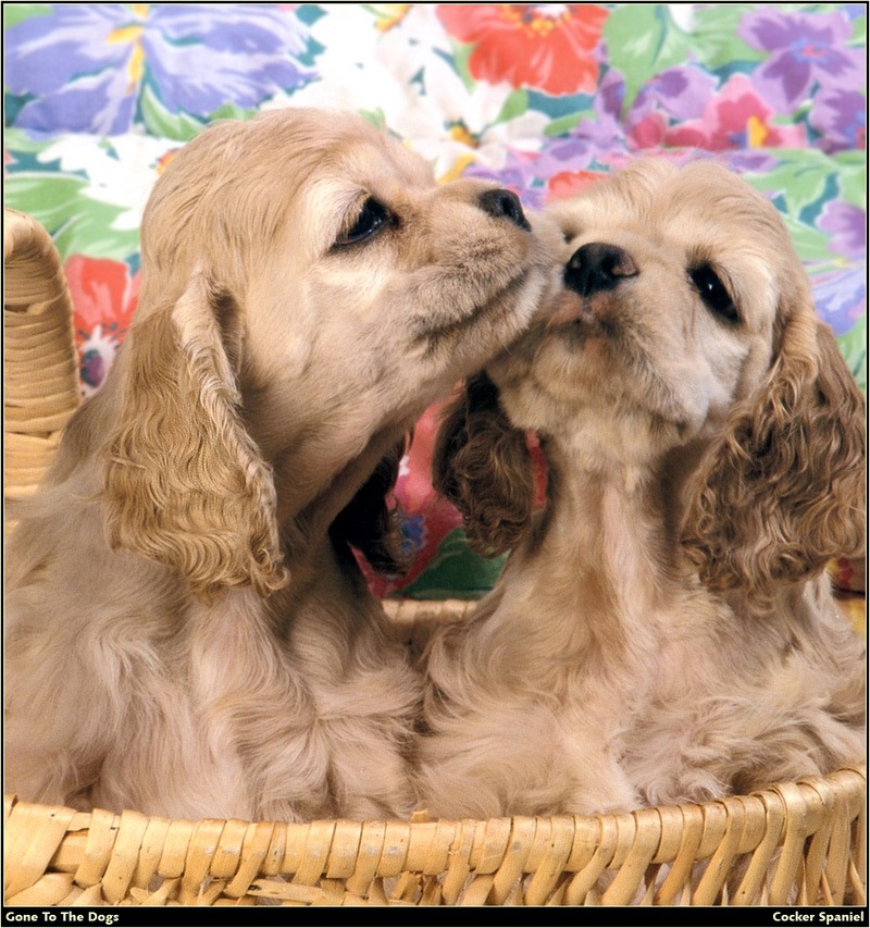 [RattlerScans - Gone to the Dogs] Cocker Spaniel; DISPLAY FULL IMAGE.