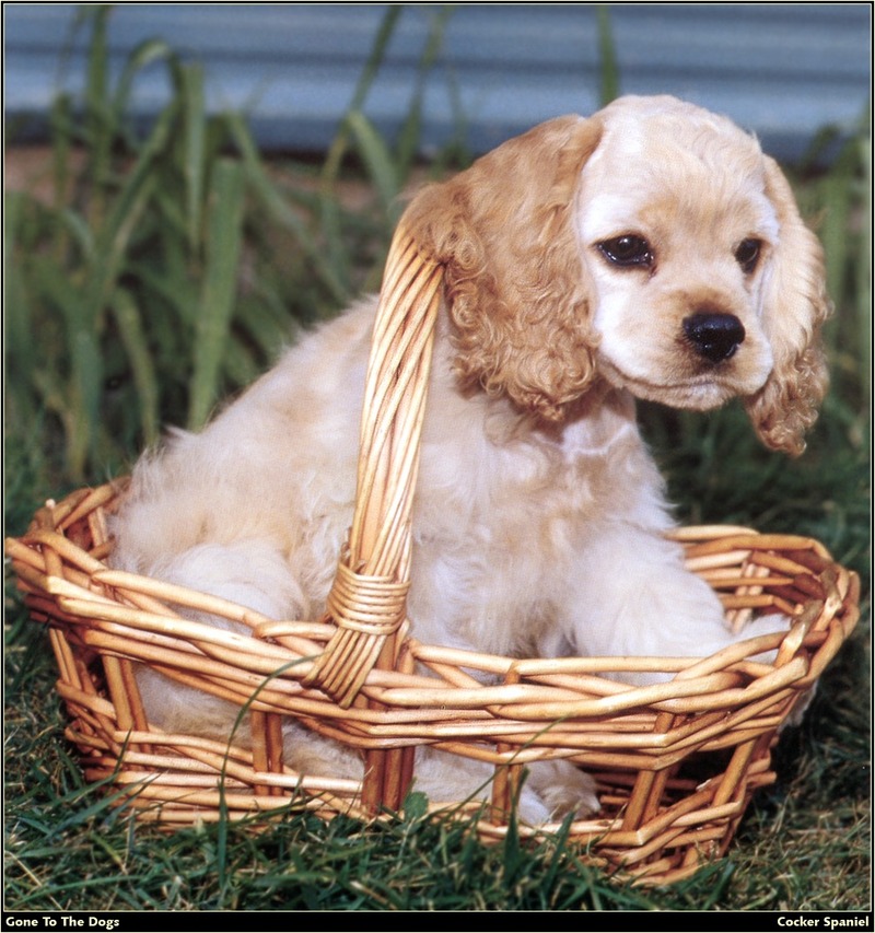 [RattlerScans - Gone to the Dogs] Cocker Spaniel; DISPLAY FULL IMAGE.