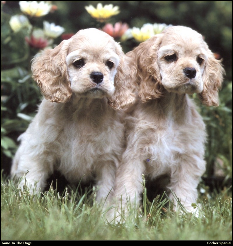 [RattlerScans - Gone to the Dogs] Cocker Spaniel; DISPLAY FULL IMAGE.