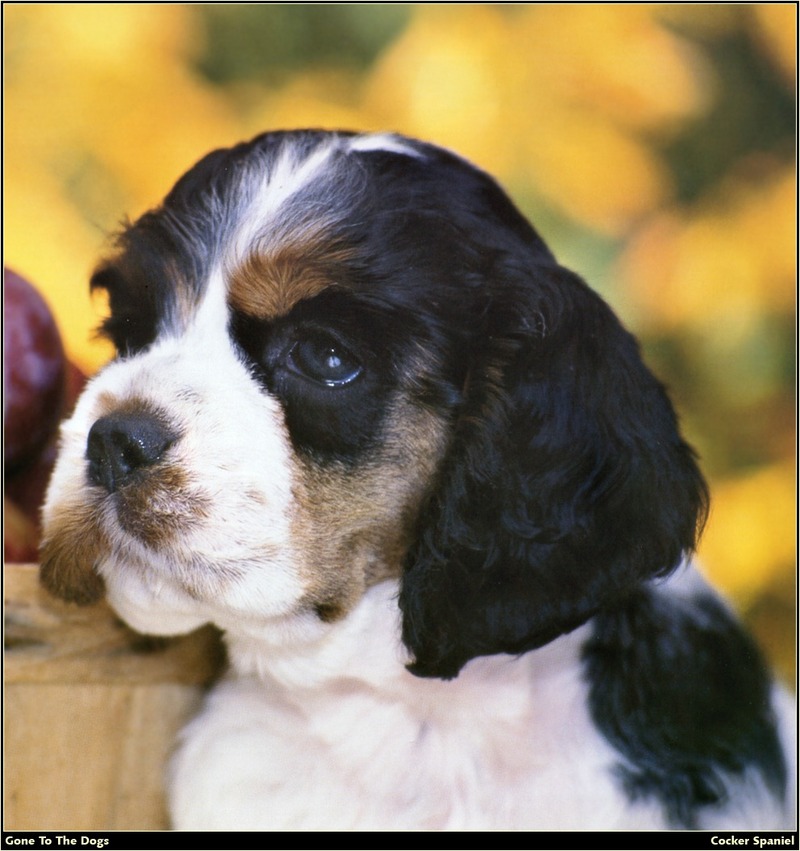 [RattlerScans - Gone to the Dogs] Cocker Spaniel; DISPLAY FULL IMAGE.
