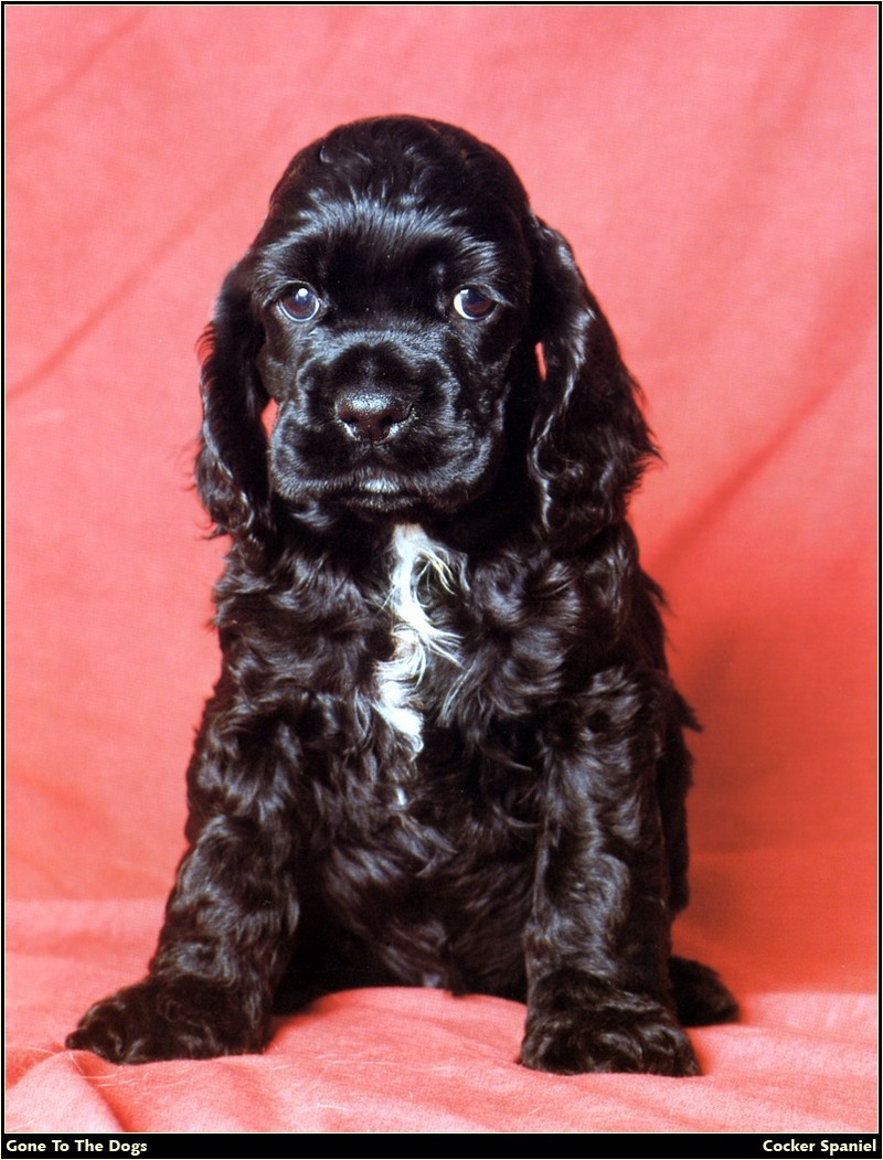 [RattlerScans - Gone to the Dogs] Cocker Spaniel; DISPLAY FULL IMAGE.