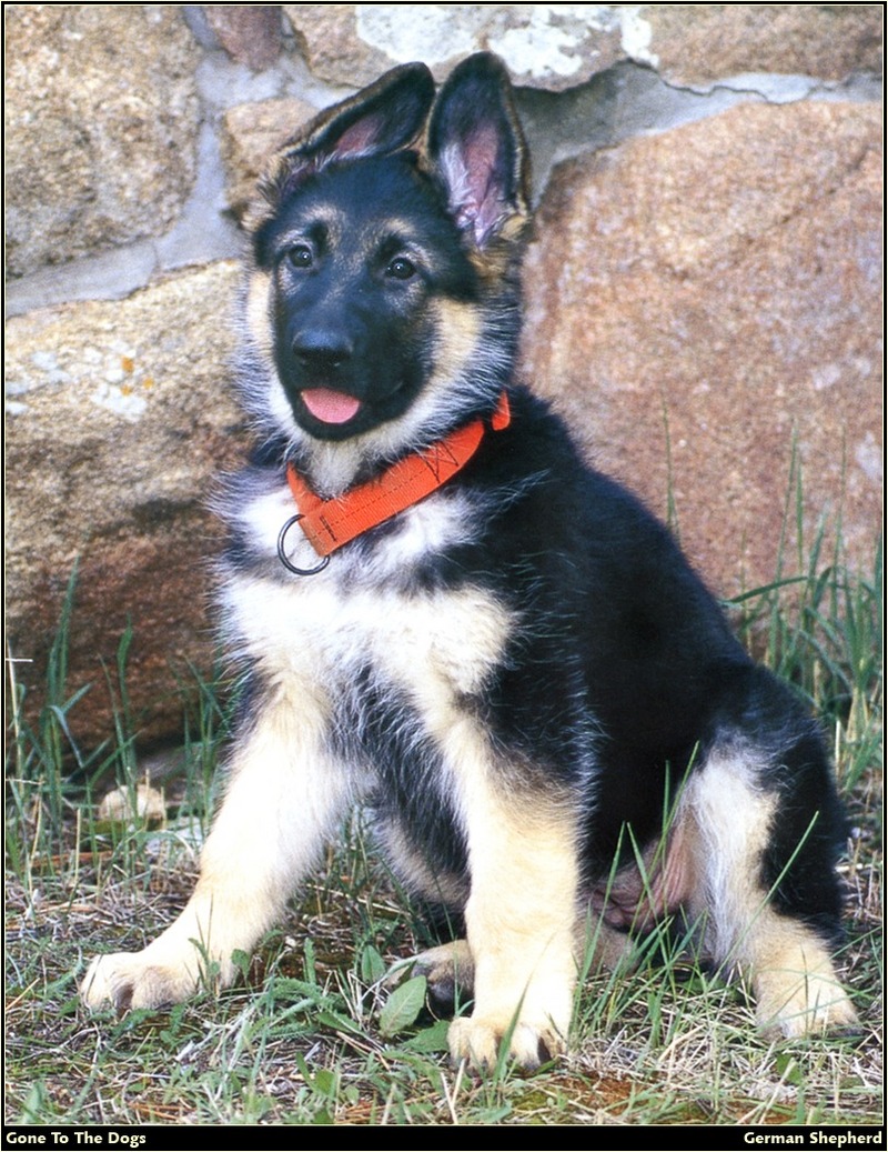 [RattlerScans - Gone to the Dogs] German Shepherd; DISPLAY FULL IMAGE.