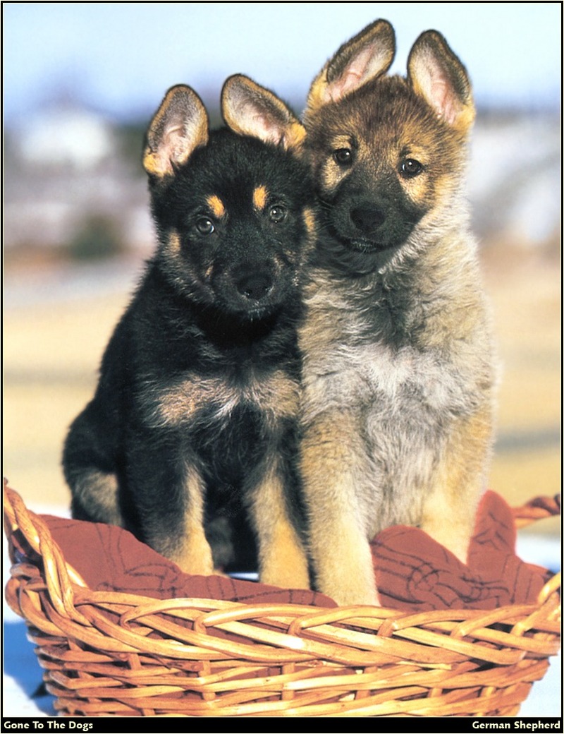 [RattlerScans - Gone to the Dogs] German Shepherd; DISPLAY FULL IMAGE.