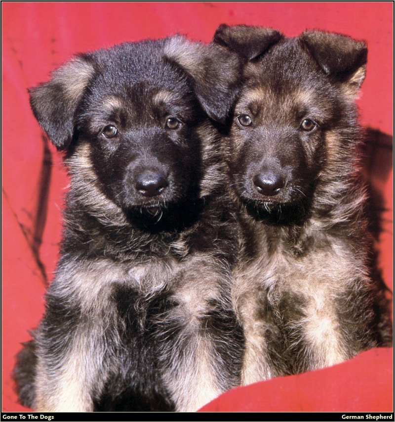 [RattlerScans - Gone to the Dogs] German Shepherd; DISPLAY FULL IMAGE.