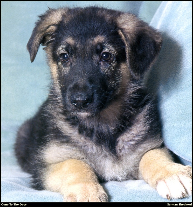 [RattlerScans - Gone to the Dogs] German Shepherd; DISPLAY FULL IMAGE.