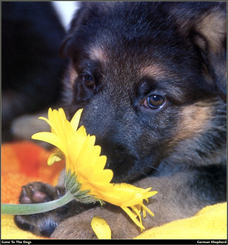 [RattlerScans - Gone to the Dogs] German Shepherd; DISPLAY FULL IMAGE.