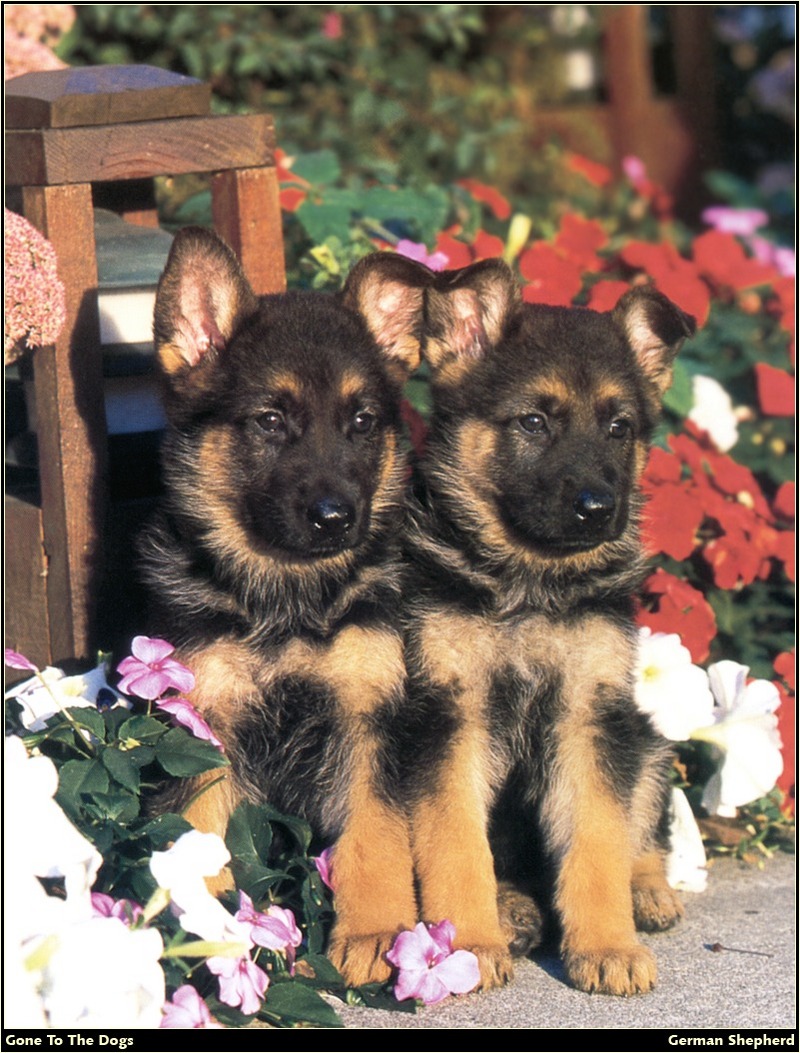 [RattlerScans - Gone to the Dogs] German Shepherd; DISPLAY FULL IMAGE.