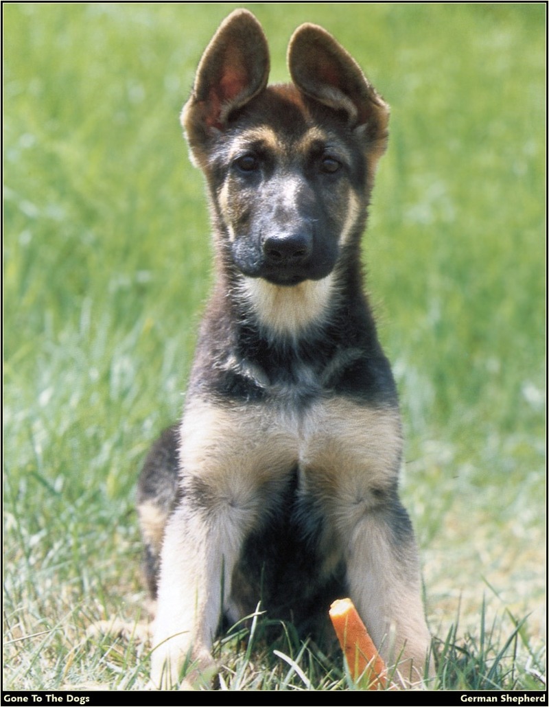 [RattlerScans - Gone to the Dogs] German Shepherd; DISPLAY FULL IMAGE.