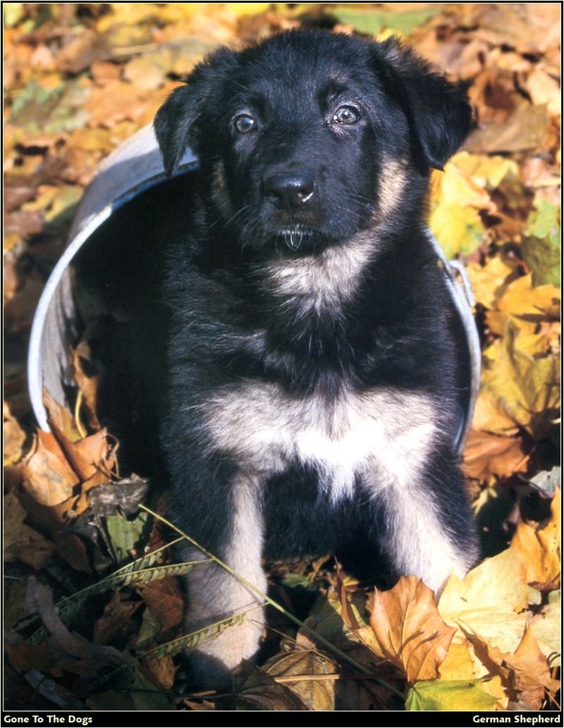 [RattlerScans - Gone to the Dogs] German Shepherd; DISPLAY FULL IMAGE.