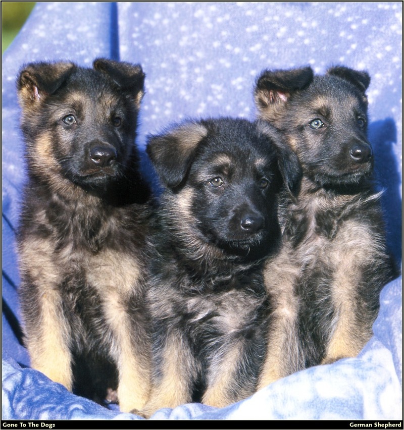 [RattlerScans - Gone to the Dogs] German Shepherd; DISPLAY FULL IMAGE.