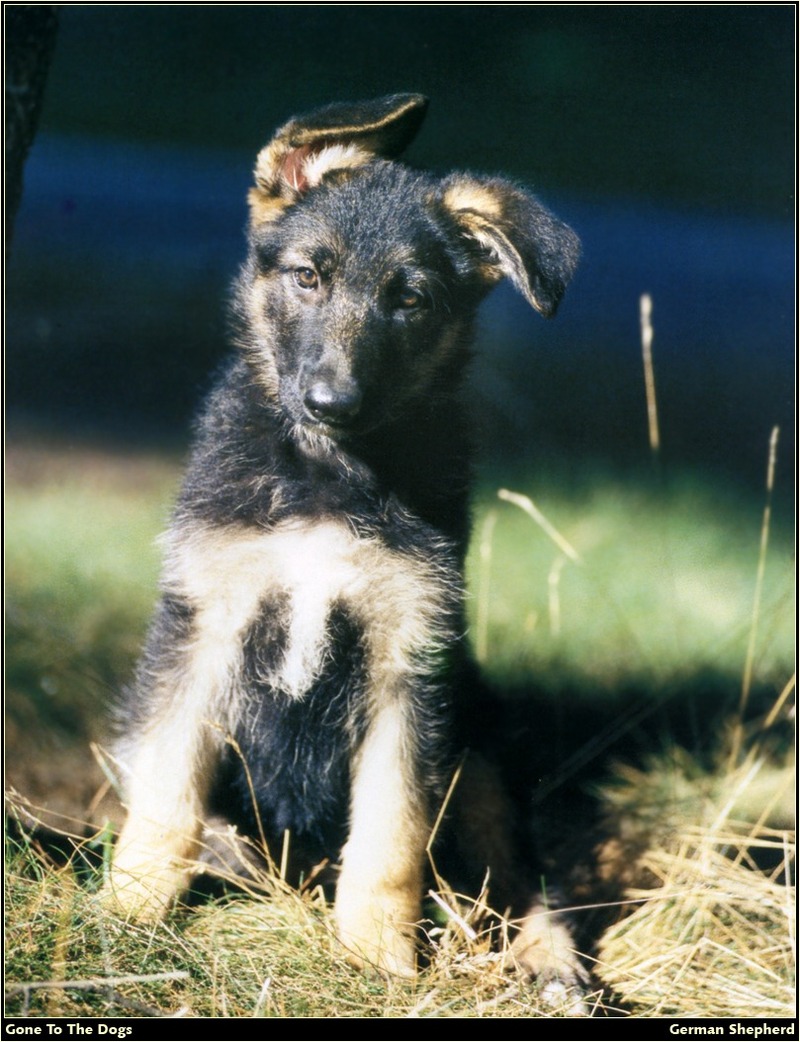 [RattlerScans - Gone to the Dogs] German Shepherd; DISPLAY FULL IMAGE.