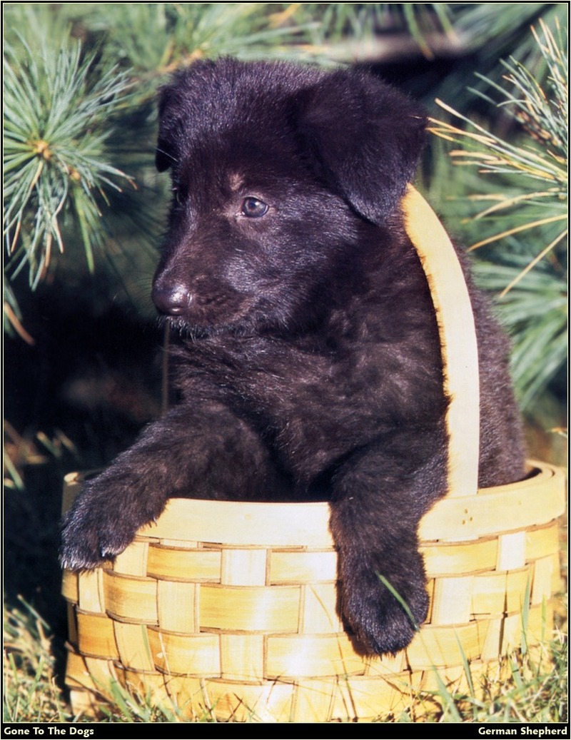 [RattlerScans - Gone to the Dogs] German Shepherd; DISPLAY FULL IMAGE.