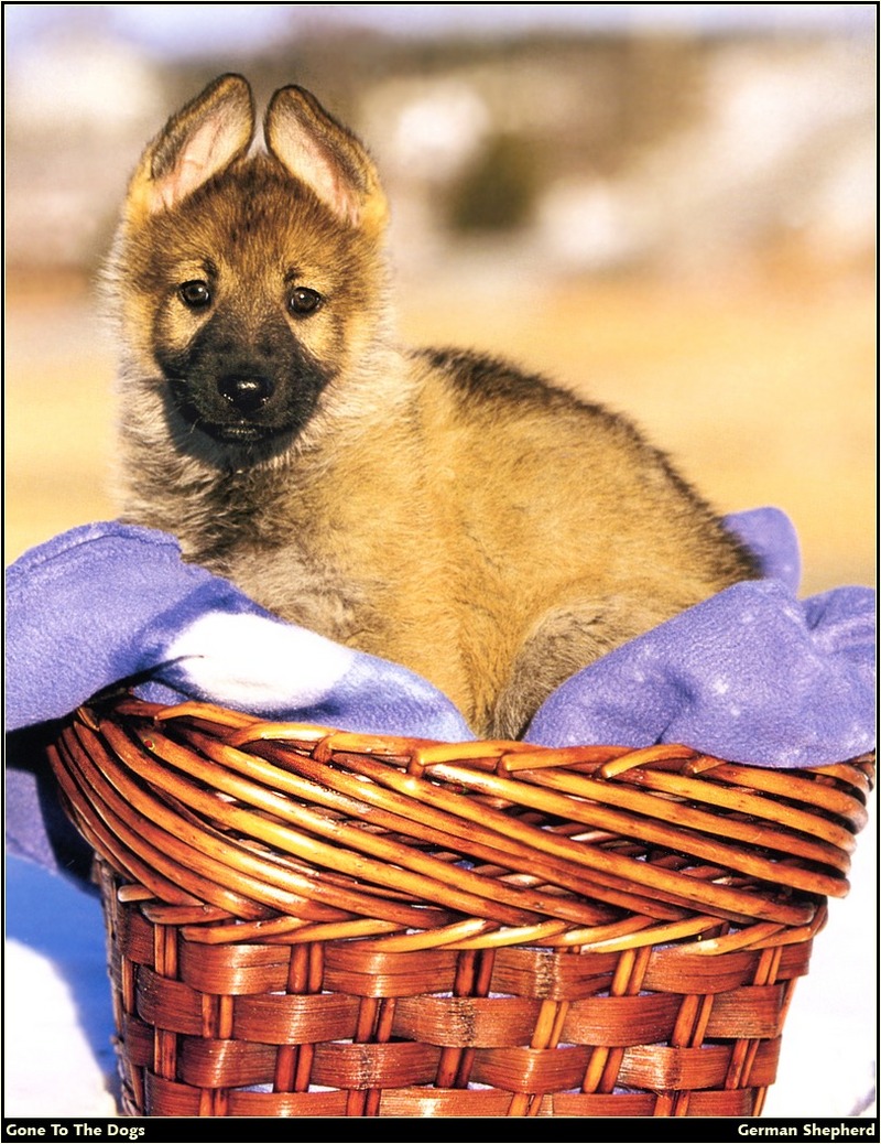 [RattlerScans - Gone to the Dogs] German Shepherd; DISPLAY FULL IMAGE.
