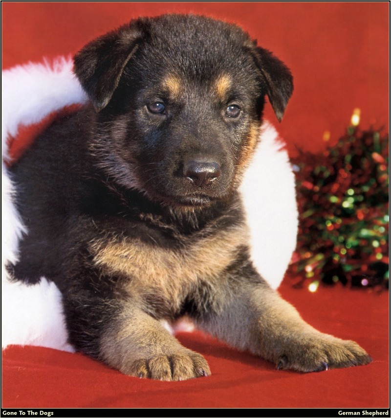 [RattlerScans - Gone to the Dogs] German Shepherd; DISPLAY FULL IMAGE.