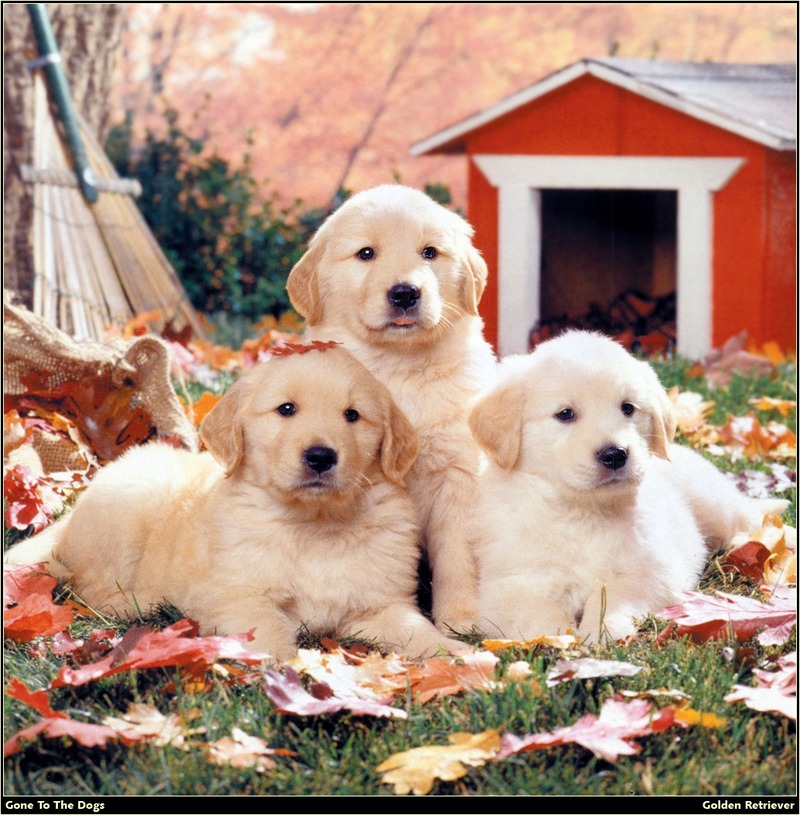 [RattlerScans - Gone to the Dogs] Golden Retriever; DISPLAY FULL IMAGE.
