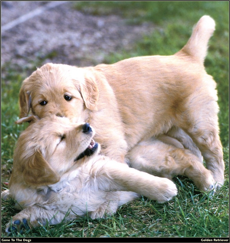 [RattlerScans - Gone to the Dogs] Golden Retriever; DISPLAY FULL IMAGE.