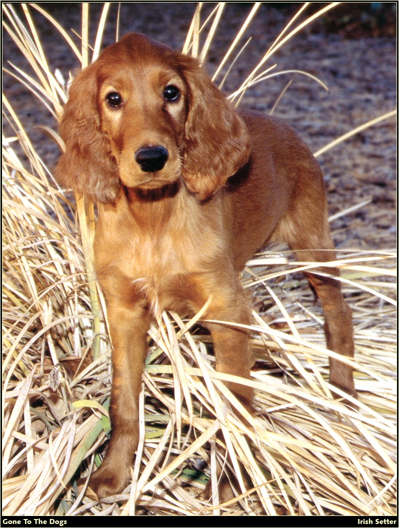 [RattlerScans - Gone to the Dogs] Irish Setter; DISPLAY FULL IMAGE.