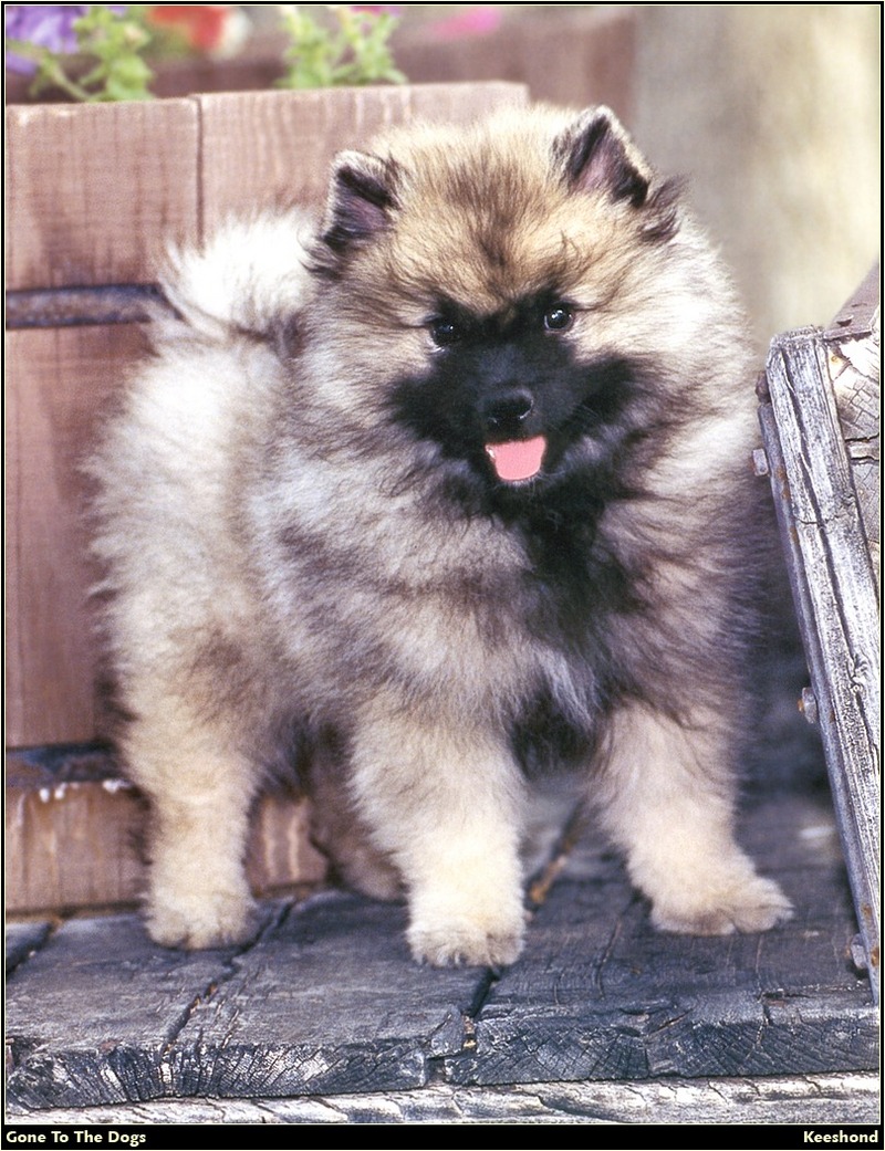 [RattlerScans - Gone to the Dogs] Keeshond; DISPLAY FULL IMAGE.