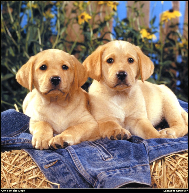 [RattlerScans - Gone to the Dogs] Labrador Retriever; DISPLAY FULL IMAGE.
