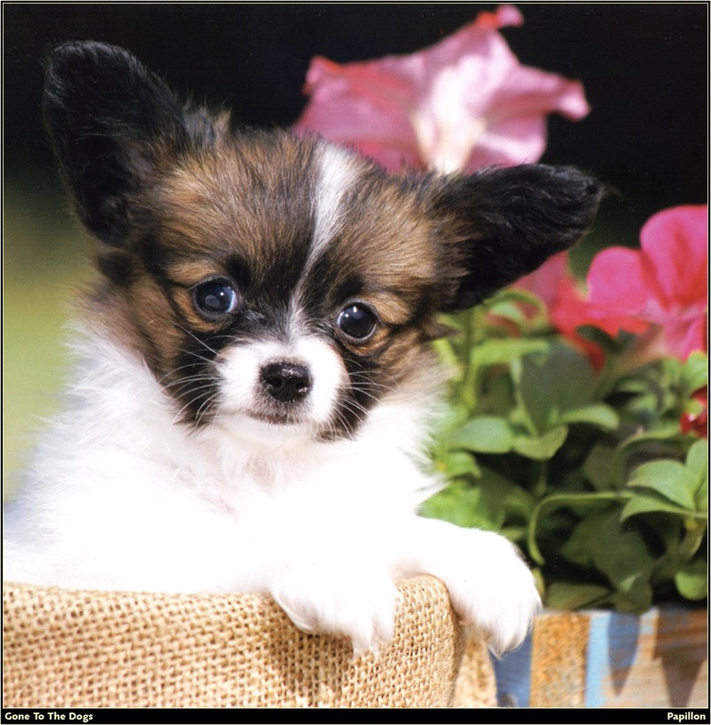 [RattlerScans - Gone to the Dogs] Papillon; DISPLAY FULL IMAGE.