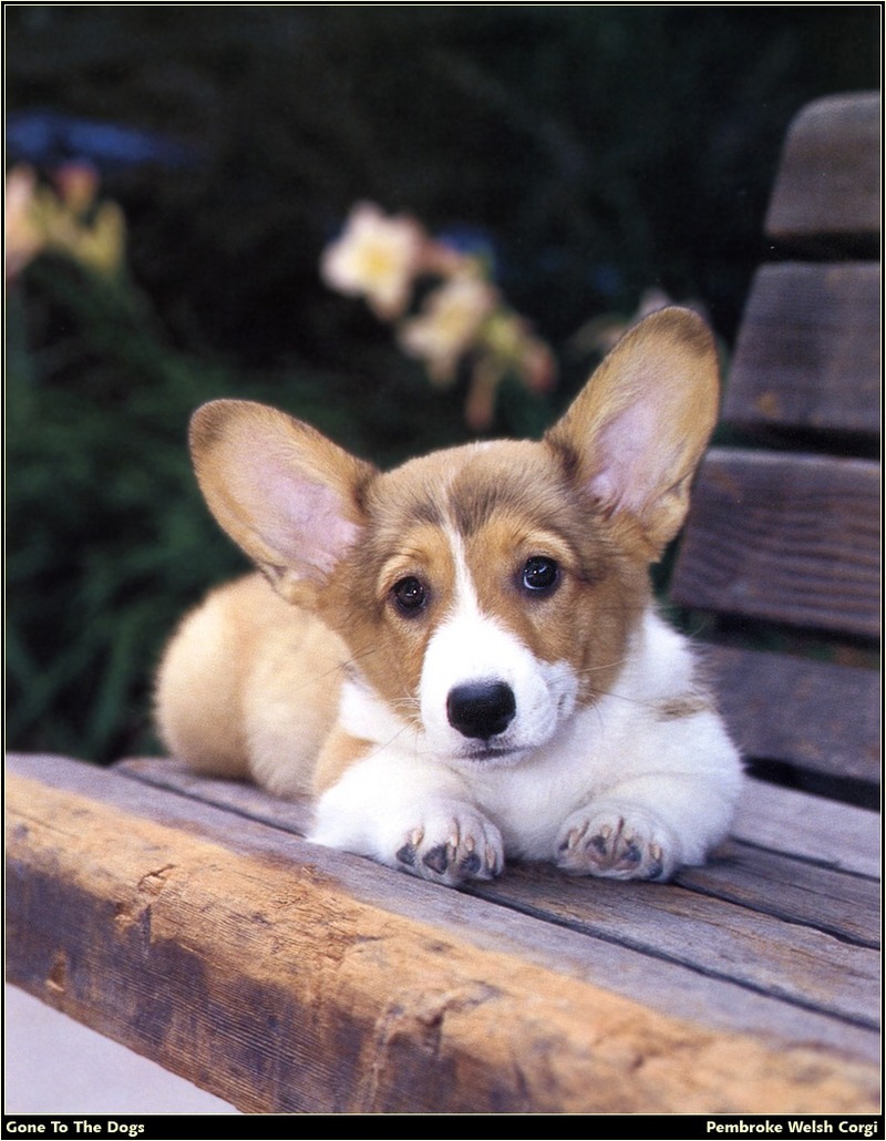 [RattlerScans - Gone to the Dogs] Pembroke Welsh Corgi; DISPLAY FULL IMAGE.