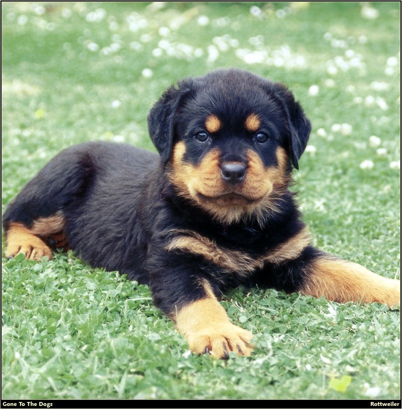 [RattlerScans - Gone to the Dogs] Rottweiler; DISPLAY FULL IMAGE.