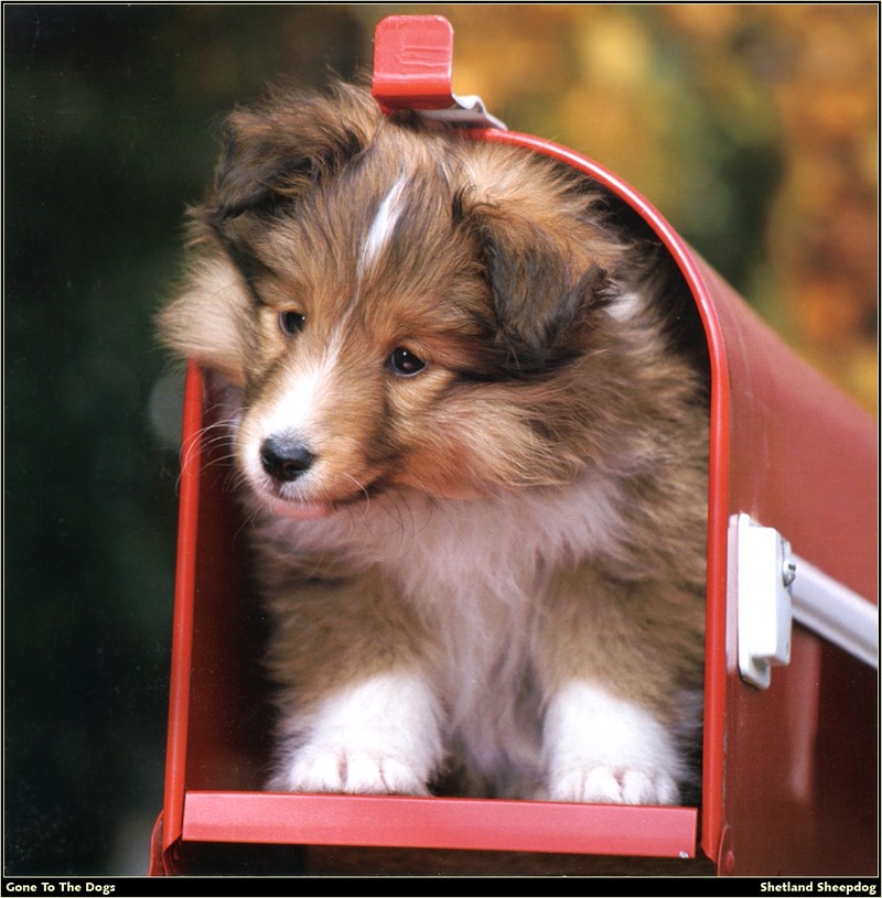 [RattlerScans - Gone to the Dogs] Shetland Sheepdog; DISPLAY FULL IMAGE.