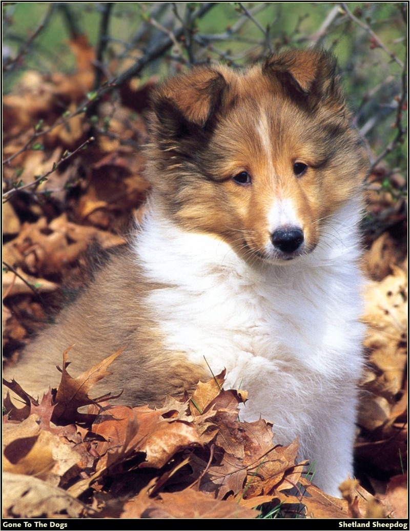 [RattlerScans - Gone to the Dogs] Shetland Sheepdog; DISPLAY FULL IMAGE.