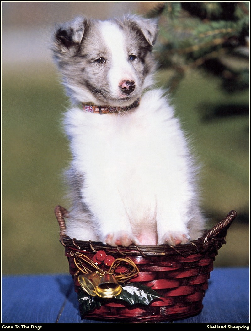 [RattlerScans - Gone to the Dogs] Shetland Sheepdog; DISPLAY FULL IMAGE.