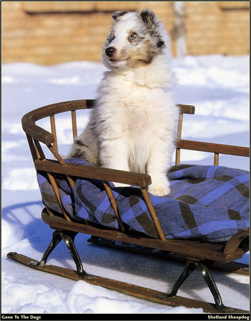 [RattlerScans - Gone to the Dogs] Shetland Sheepdog; DISPLAY FULL IMAGE.
